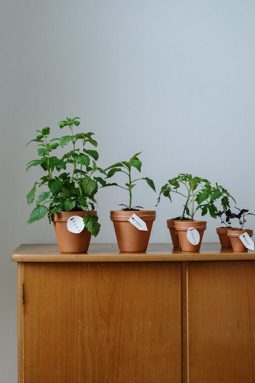 How to Start a Small Herb Garden Indoors: A Beginner’s Guide